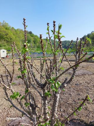 손길준님의 기타작물 · 영농일지 작성글 사진