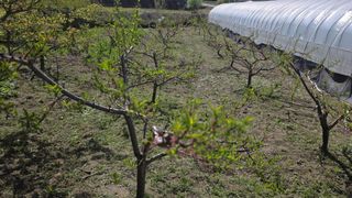 가야산도사님의 복숭아 · 영농일지 작성글 사진