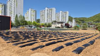 신안광열님의 고구마 · 영농일지 작성글 사진