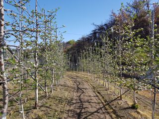 의성,군위 나상덕님의 기타작물 · 영농일지 작성글 사진
