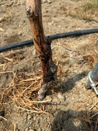 님의 포도 · 영농일지 작성글 사진