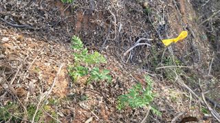 서초농원님의 기타작물 · 영농일지 작성글 사진