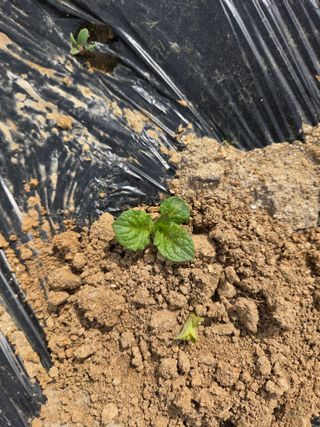 장민님의 기타작물 · 영농일지 작성글 사진