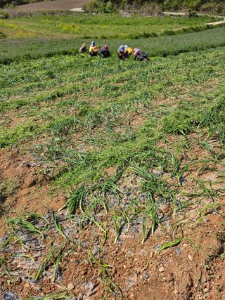 김성환님의 기타작물 · 영농일지 작성글 사진