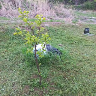 김건우님의 기타작물 · 영농일지 작성글 사진