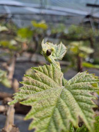 김용희님의 포도 · 영농일지 작성글 사진