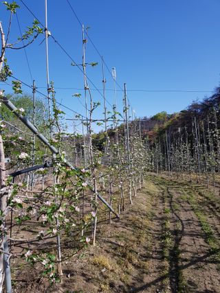 의성,군위 나상덕님의 기타작물 · 영농일지 작성글 사진