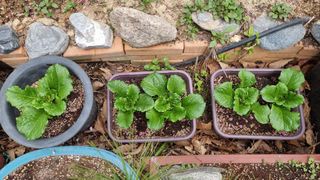 권혁렬님의 기타작물 · 영농일지 작성글 사진