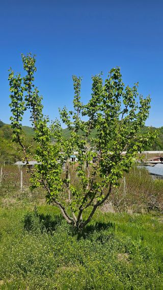 장정규님의 복숭아 · 영농일지 작성글 사진
