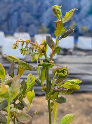 써니님의 기타작물 · 영농일지 작성글 사진