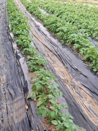 마늘14470님의 감자 · 영농일지 작성글 사진