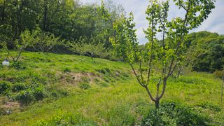 장정규님의 복숭아 · 영농일지 작성글 사진