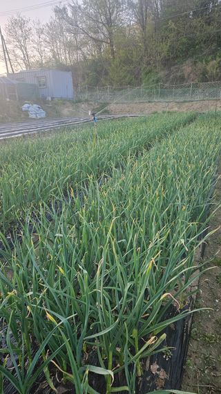 이순정님의 마늘 · 영농일지 작성글 사진