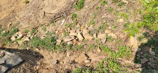 유성훈님의 옥수수 · 영농일지 작성글 사진