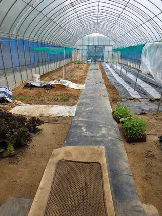 현모양처(양현모)님의 오이 · 영농일지 작성글 사진