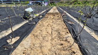 늘푸른 농장주님의 기타작물 · 영농일지 작성글 사진