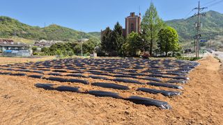 신안광열님의 고구마 · 영농일지 작성글 사진