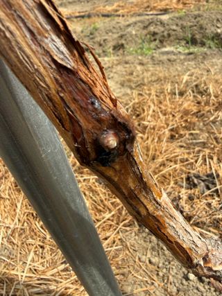 님의 포도 · 영농일지 작성글 사진