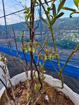 팜모닝 기타작물·영농일지 게시글 이미지