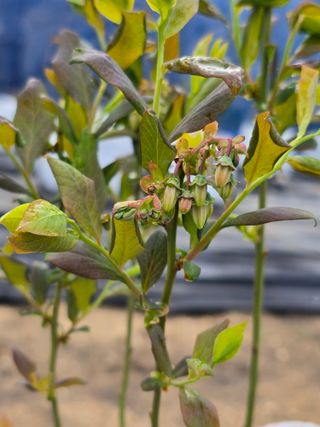 써니님의 기타작물 · 영농일지 작성글 사진