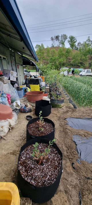 초연동행님의 블루베리 · 영농일지 작성글 사진