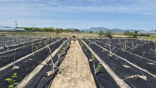늘푸른 농장주님의 기타작물 · 영농일지 작성글 사진