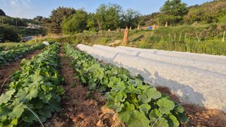 촌사리(김정대)님의 호박 · 영농일지 작성글 사진