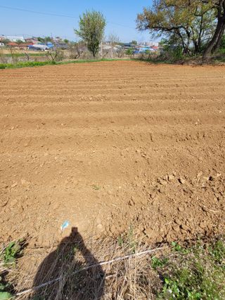 로만아빠님의 감자 · 영농일지 작성글 사진