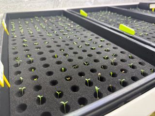 옴마님의 기타작물 · 영농일지 작성글 사진