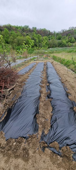 초연동행님의 오이 · 영농일지 작성글 사진
