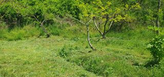 김영진님의 감 · 영농일지 작성글 사진