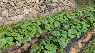 촌사리(김정대)님의 호박 · 영농일지 작성글 사진