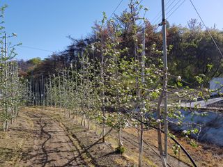 의성,군위 나상덕님의 작성글 사진