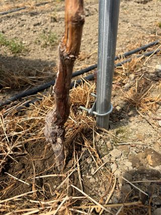 님의 포도 · 영농일지 작성글 사진