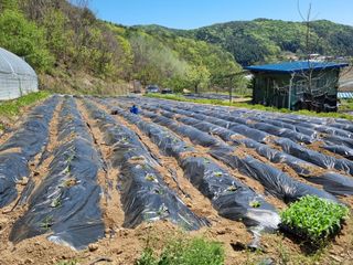 심기섭님의 옥수수 · 영농일지 작성글 사진