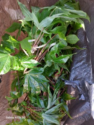 손길준님의 기타작물 · 영농일지 작성글 사진