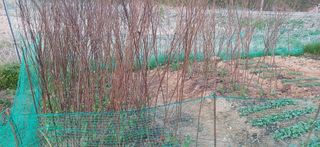 남궁봉님의 기타작물 · 영농일지 작성글 사진