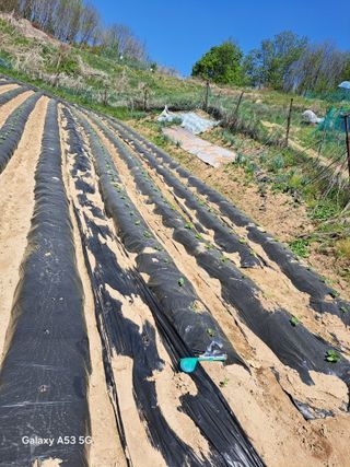 조연만님의 콩 · 영농일지 작성글 사진