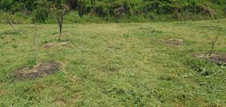 김영진님의 감 · 영농일지 작성글 사진