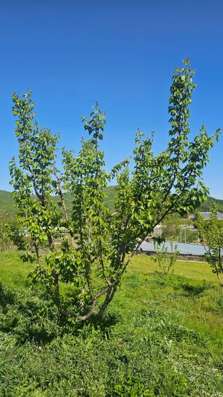 장정규님의 복숭아 · 영농일지 작성글 사진