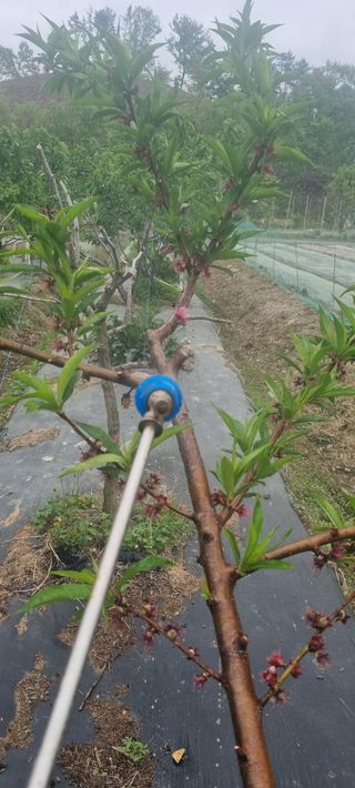 초연동행님의 복숭아 · 영농일지 작성글 사진