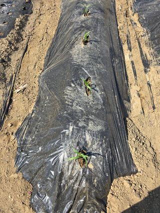 비타민님의 콩 · 영농일지 작성글 사진