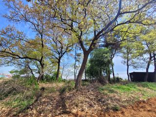 로만아빠님의 감자 · 영농일지 작성글 사진