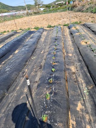 백영호님의 오이 · 영농일지 작성글 사진