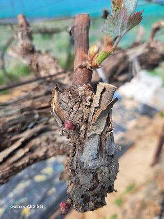 조연만님의 포도 · 영농일지 작성글 사진