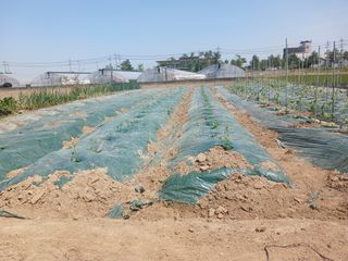 마늘11930님의 고추 · 영농일지 작성글 사진