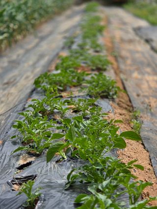 뚜비맘님의 감자 · 영농일지 작성글 사진