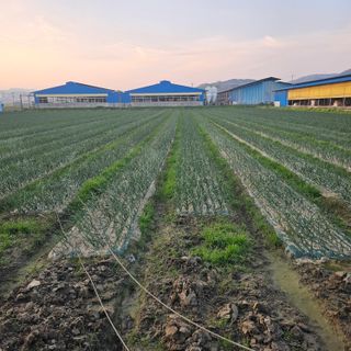 권정식님의 양파 · 영농일지 작성글 사진