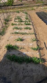  조약돌님의 작성글 사진