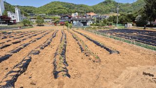 신안광열님의 기타작물 · 영농일지 작성글 사진